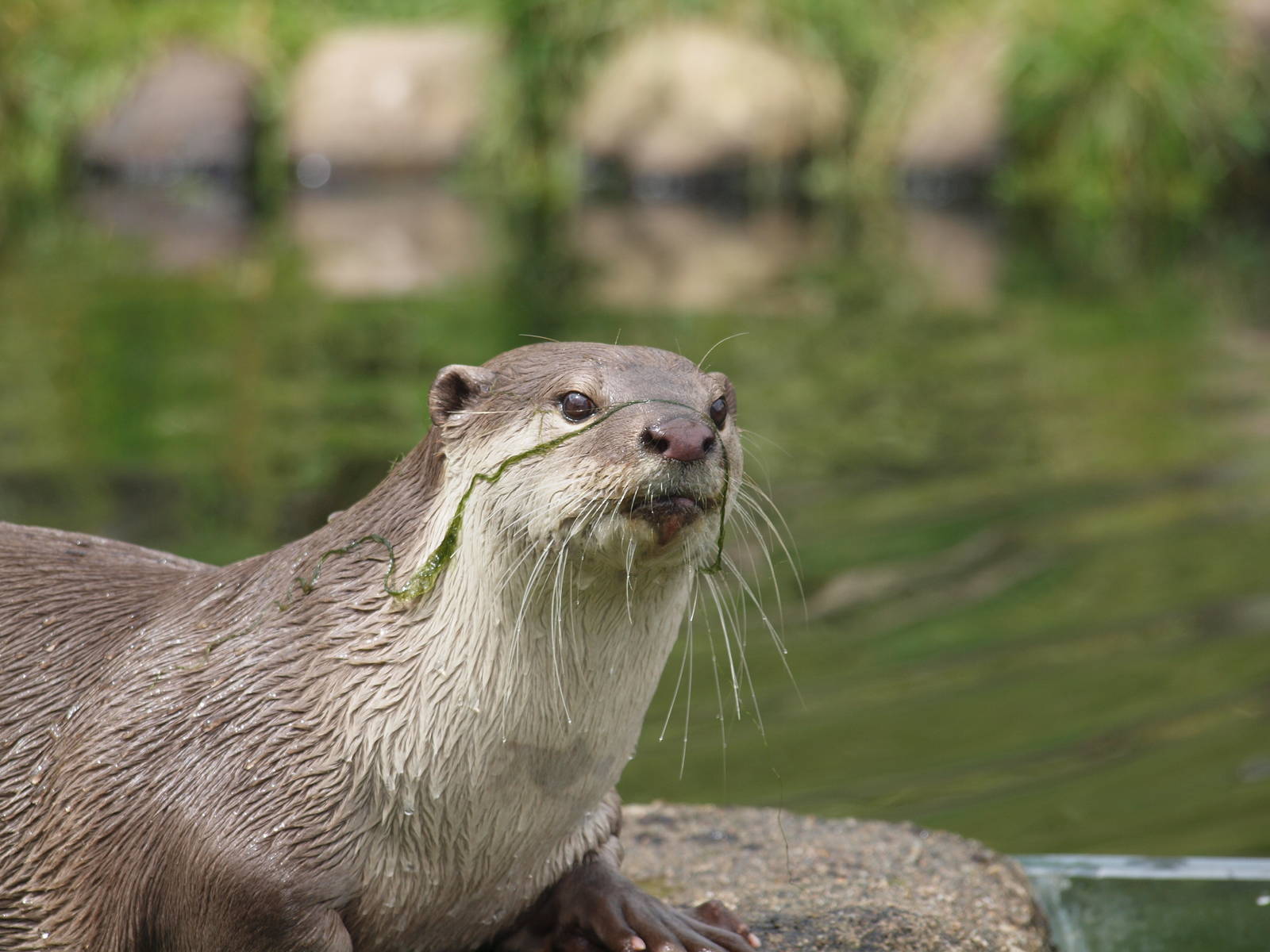 smooth coated otter