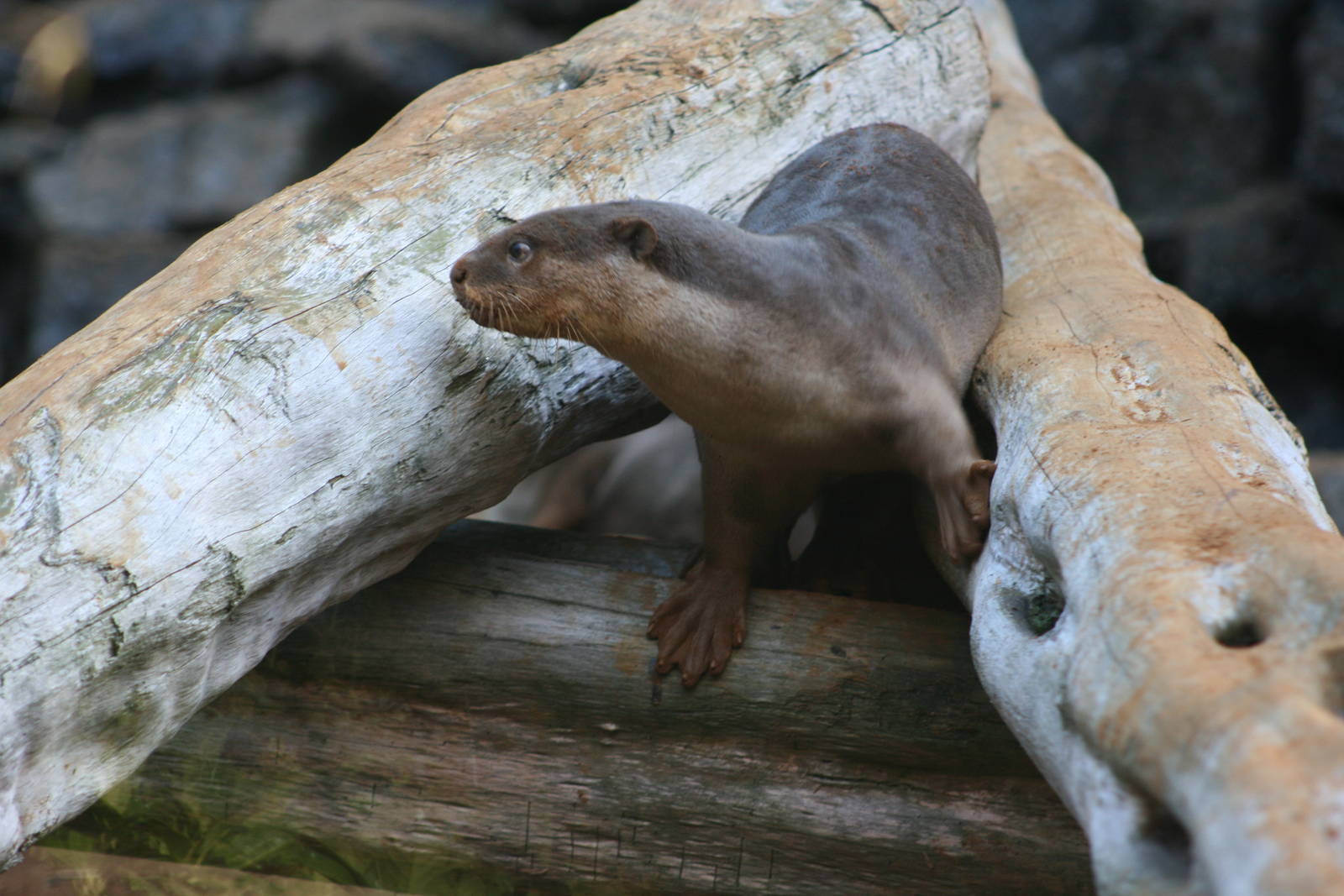 Smooth coated otter
