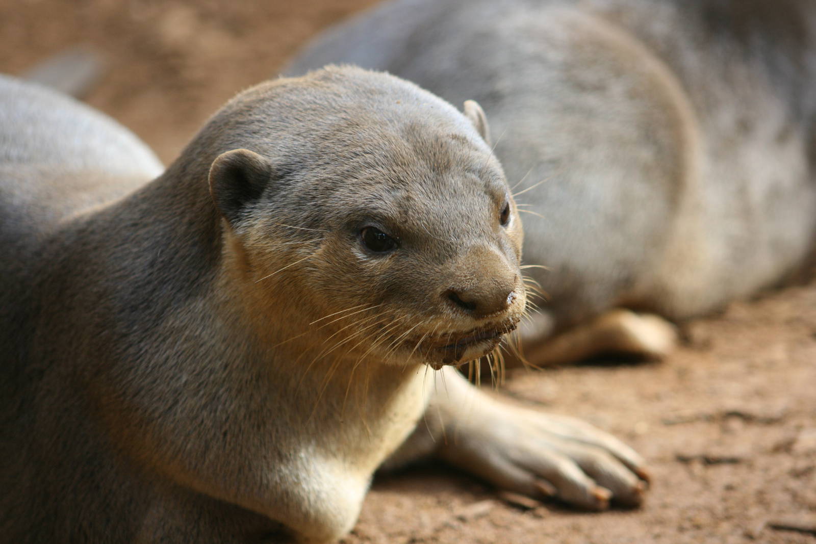 Smooth-coated otter