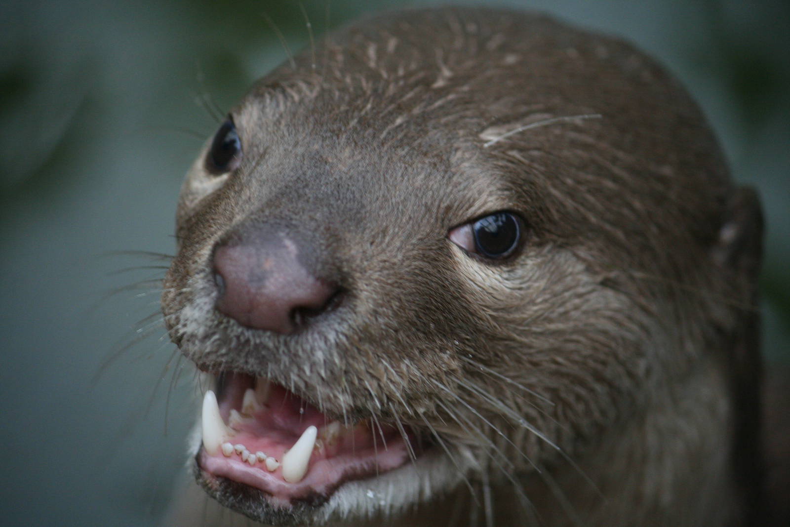 Smooth-coated otter