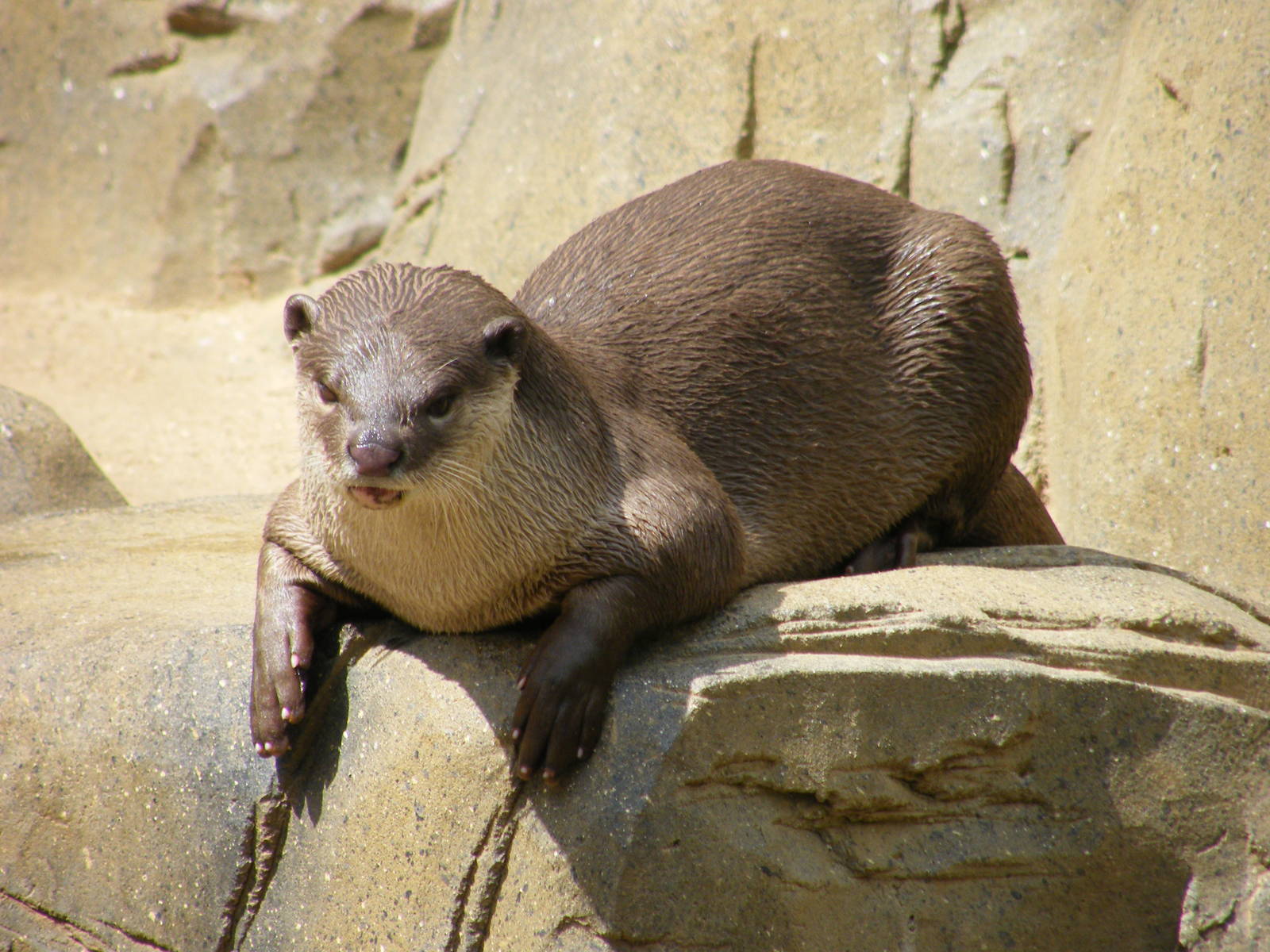 Smooth Coated Otter