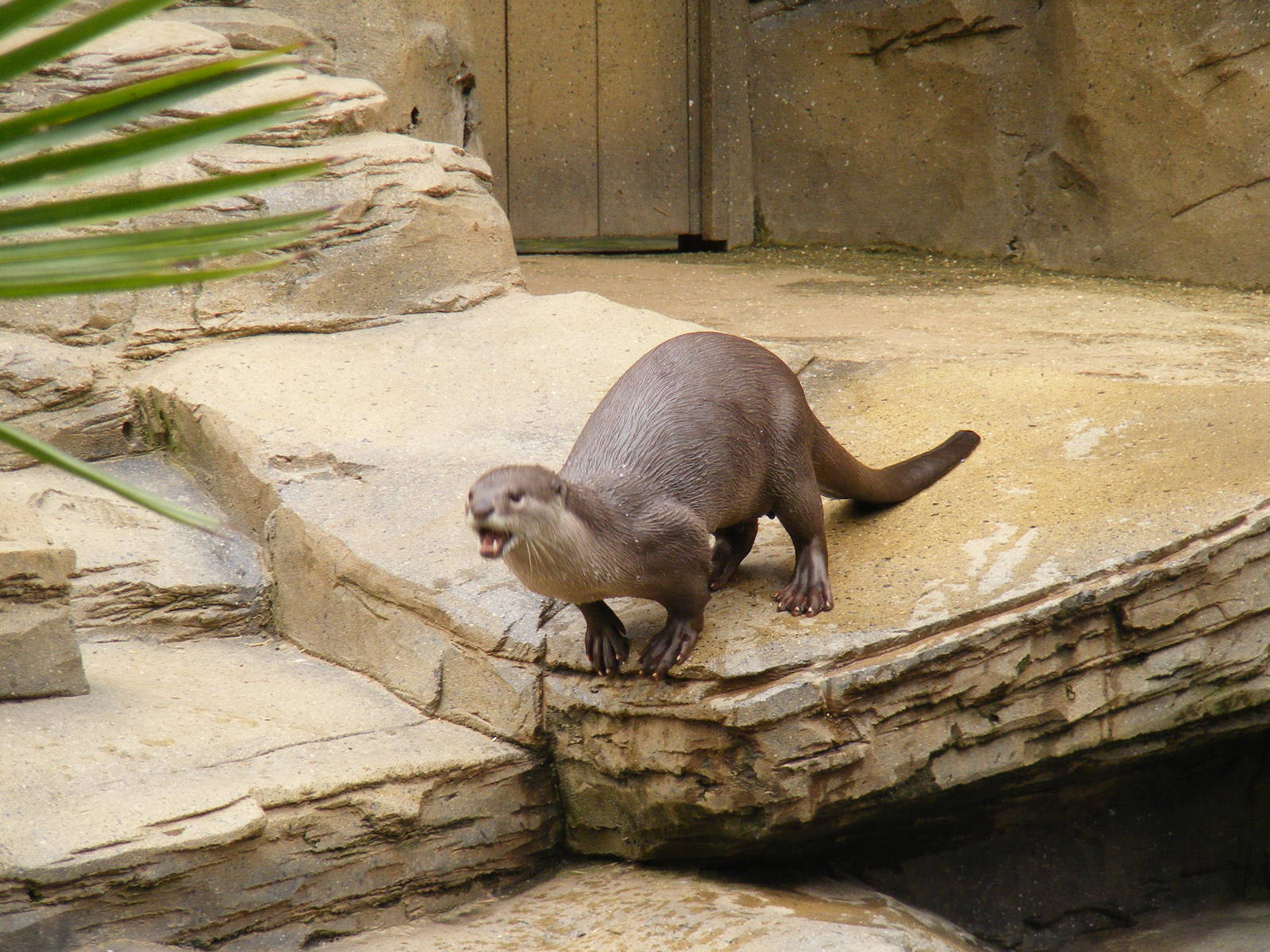 Smooth coated otter