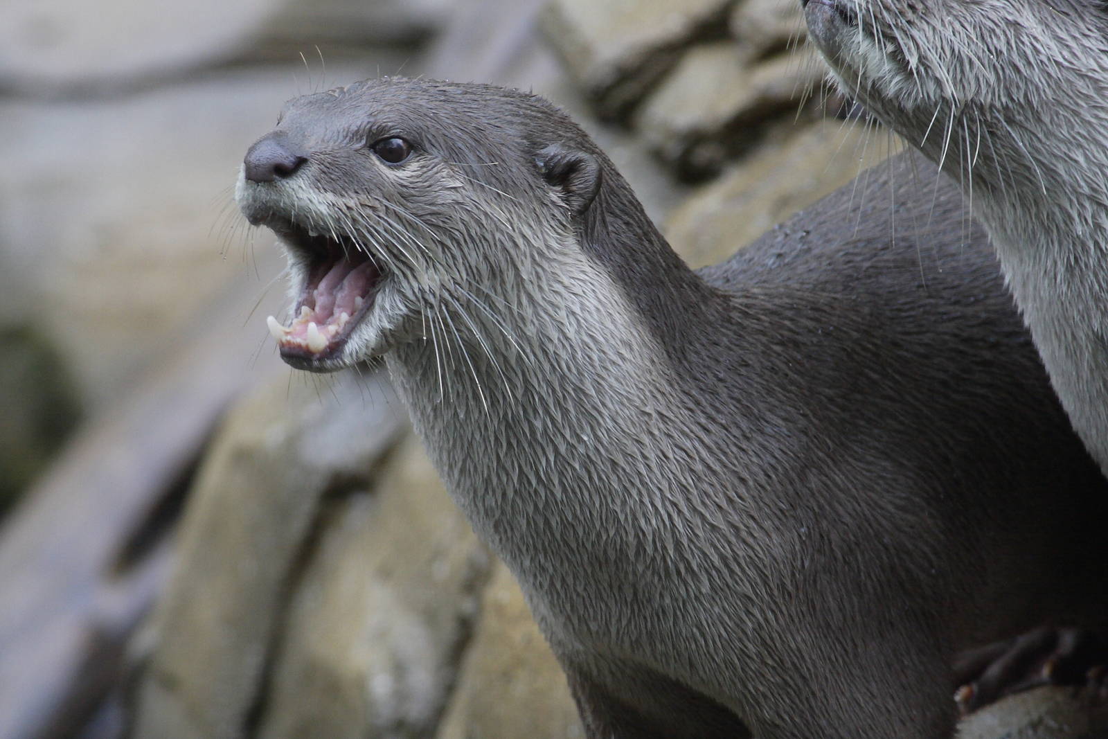 Smooth-coated otter