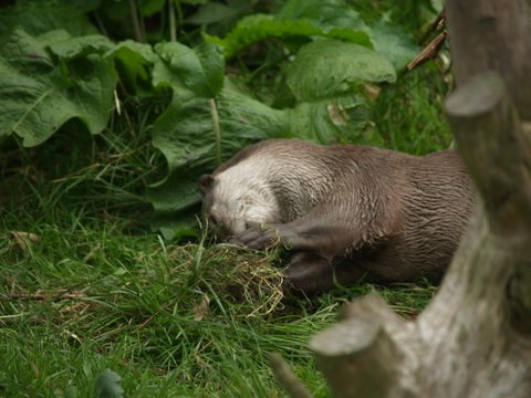 smooth coated otter