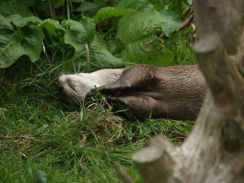 smooth coated otter