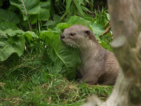 smooth coated otter