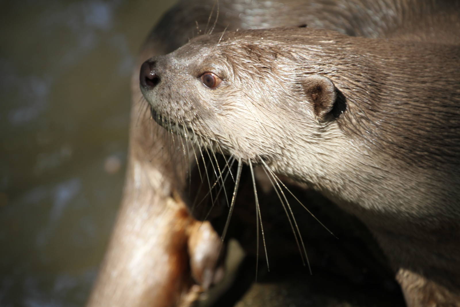 Smooth-coated Otter