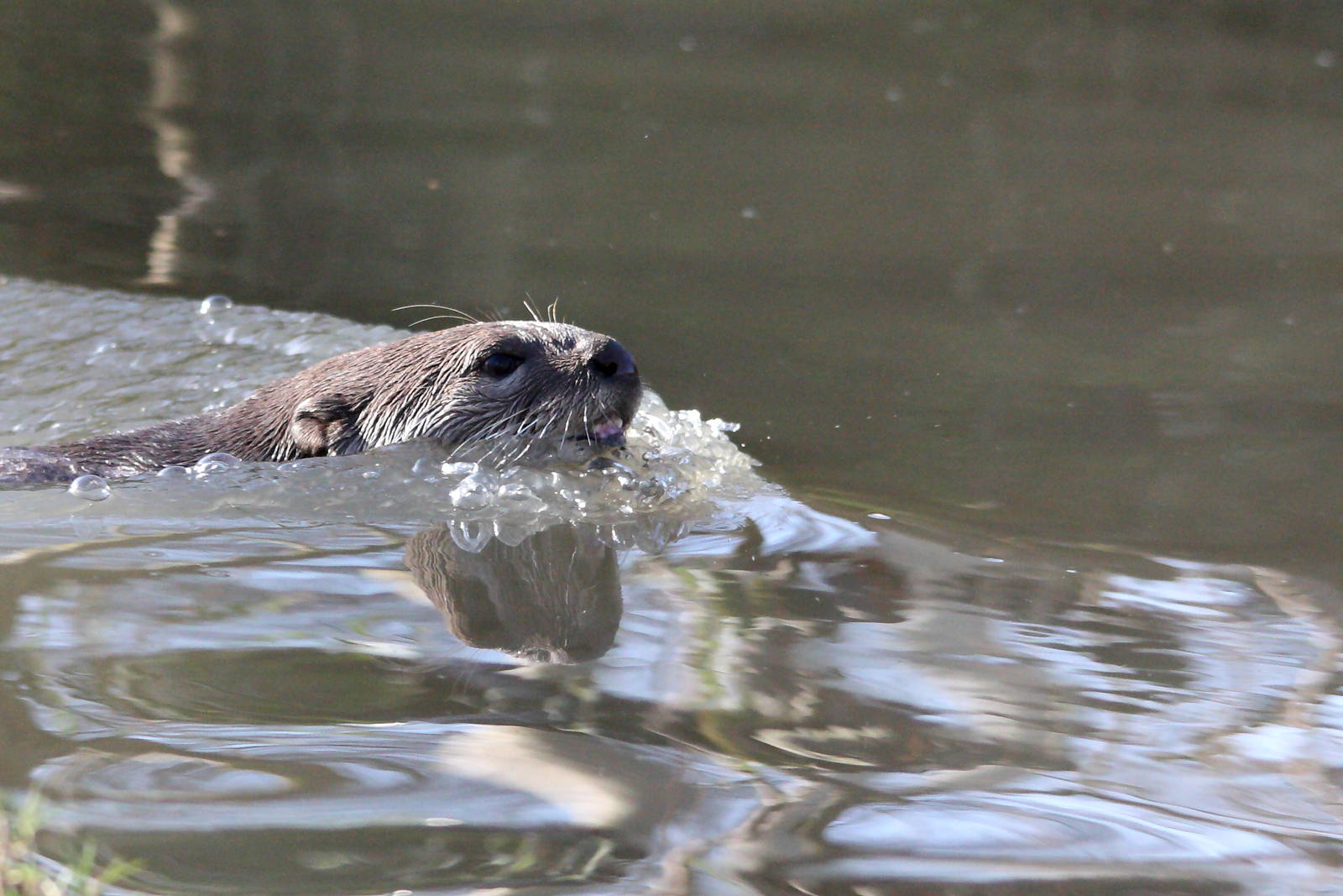 Smooth Coated Otter