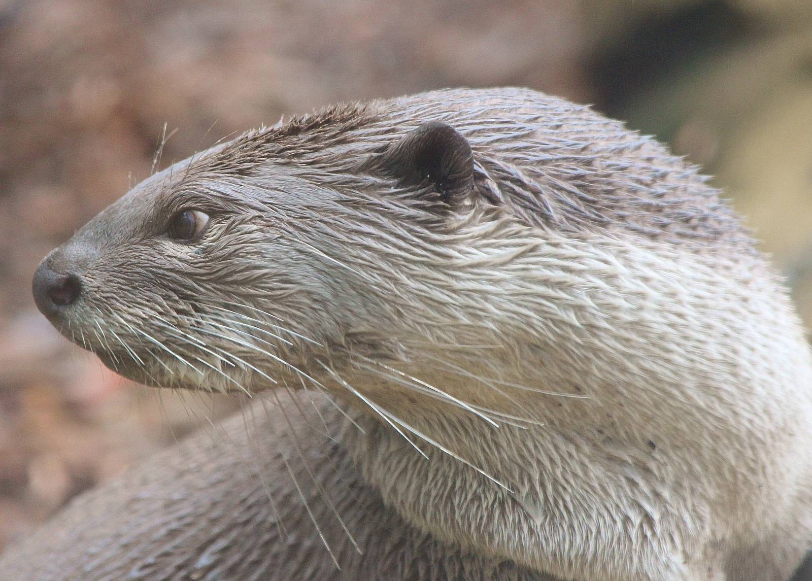 Smooth Coated Otter