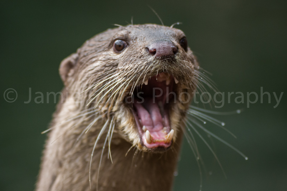 Smooth Coated Otter