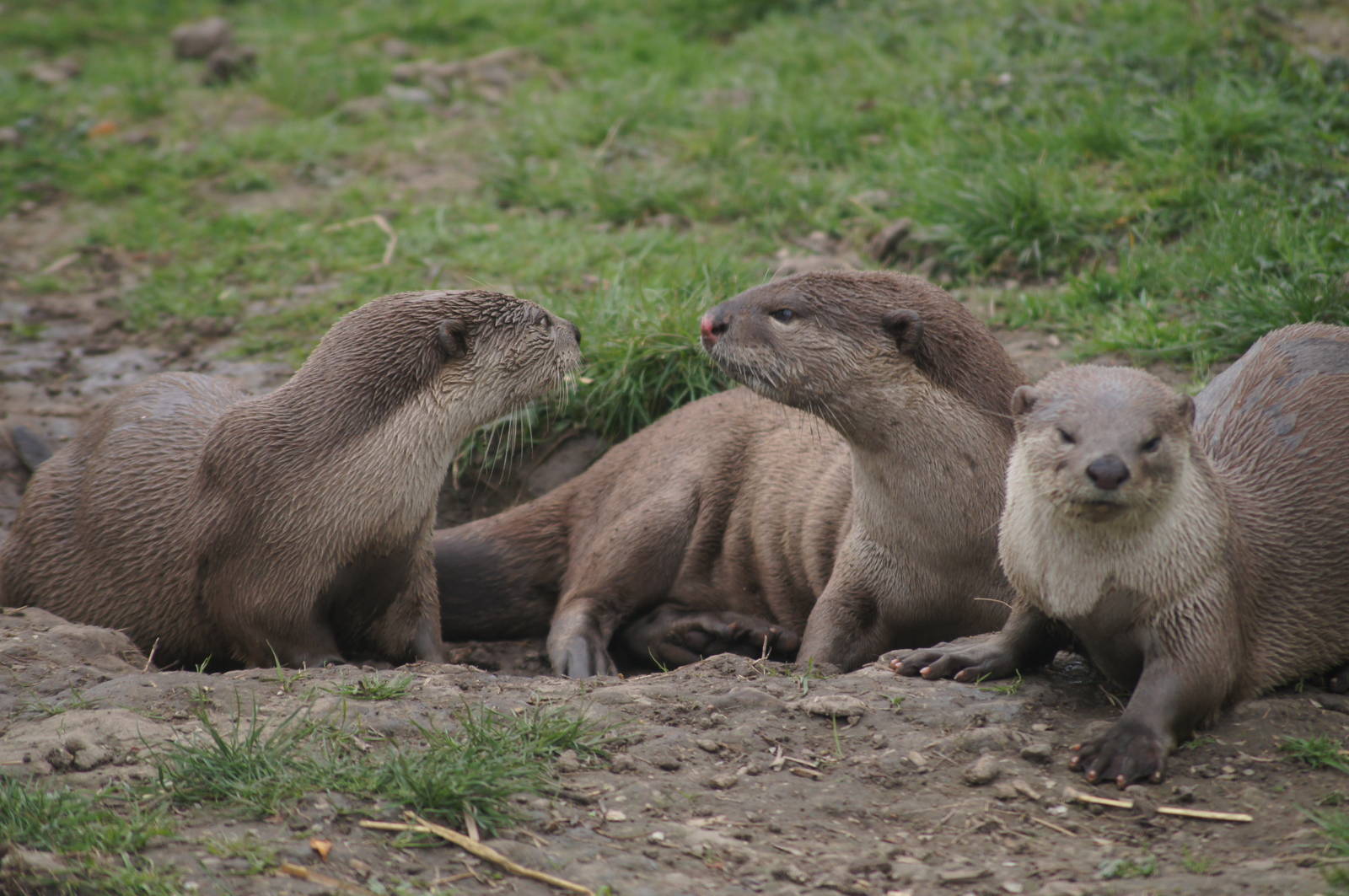 Smooth-coated otter
