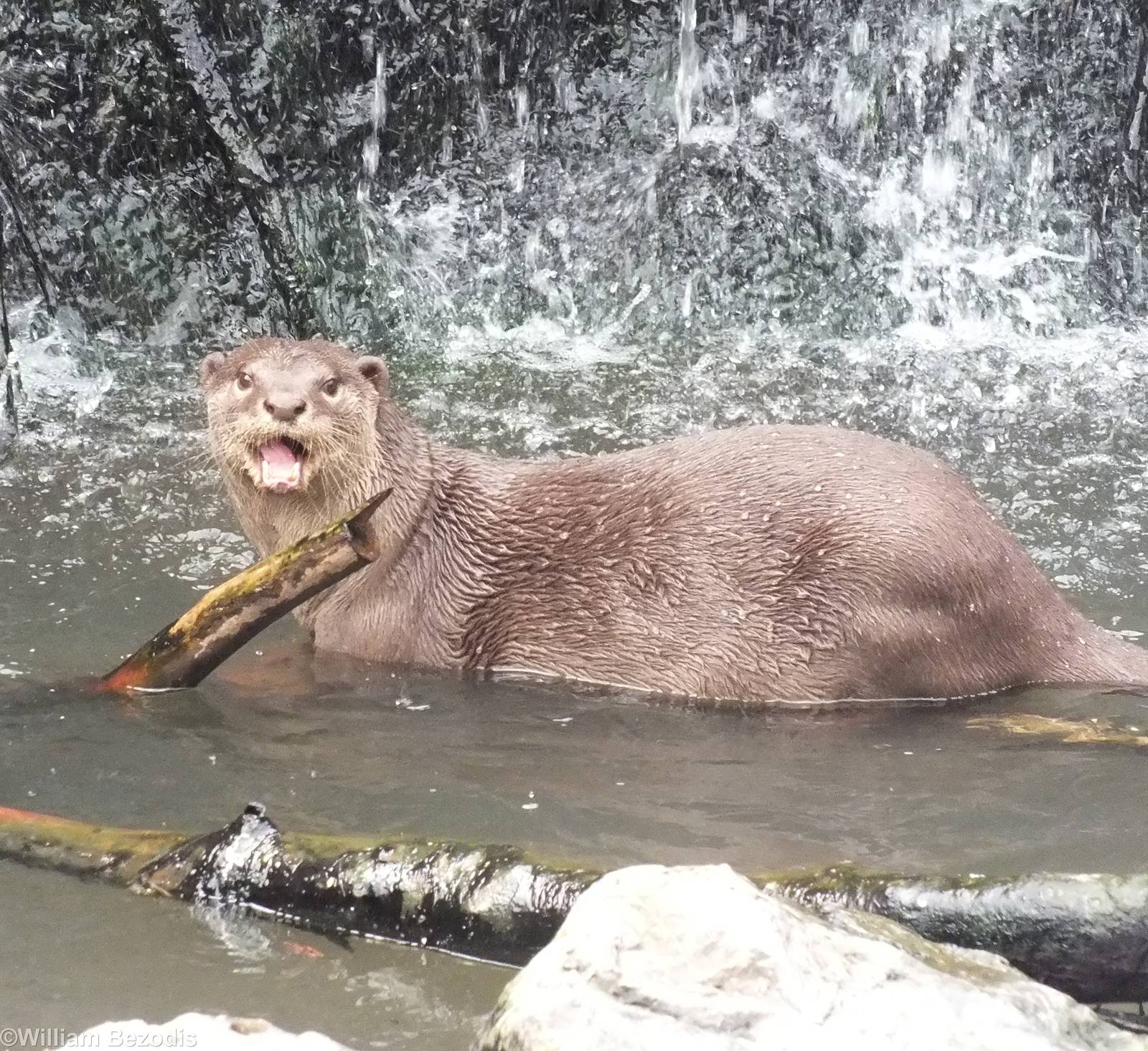 Smooth-coated Otter