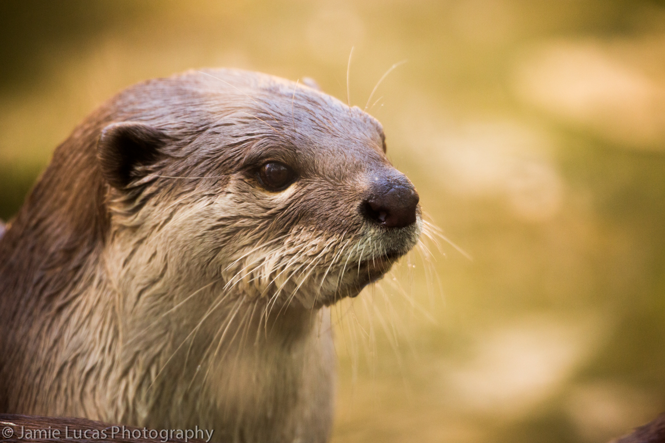 Smooth-Coated Otter