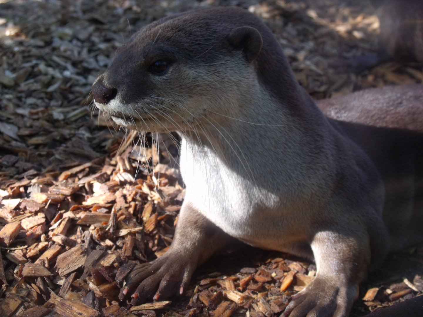 Smooth coated otter