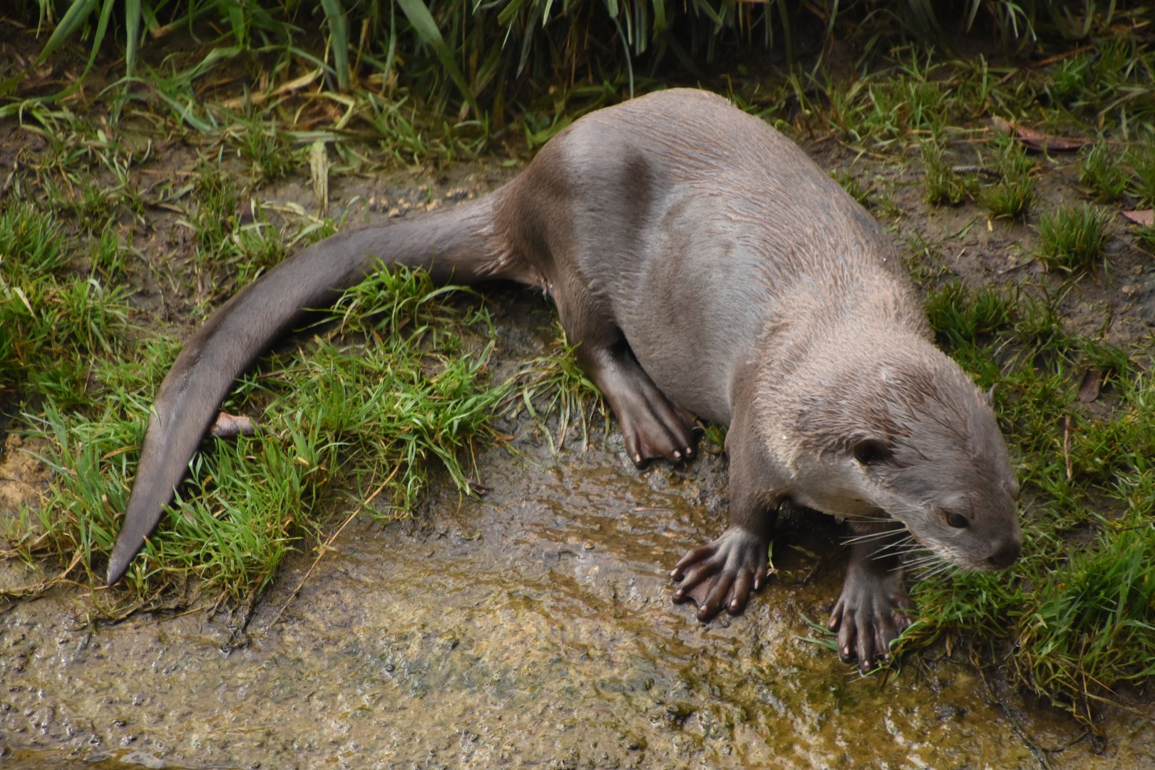 Smooth-coated Otter