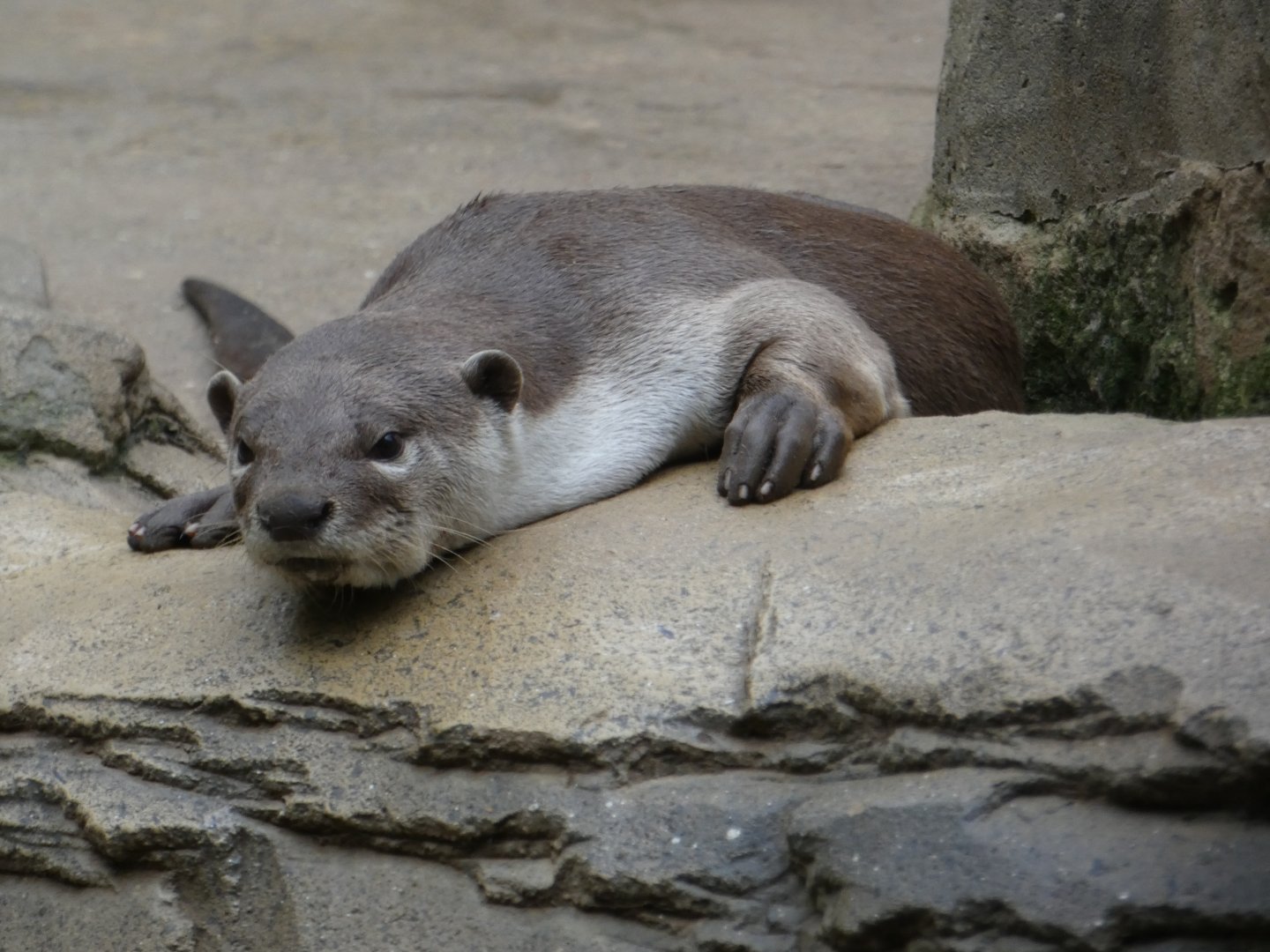 Smooth-coated otter