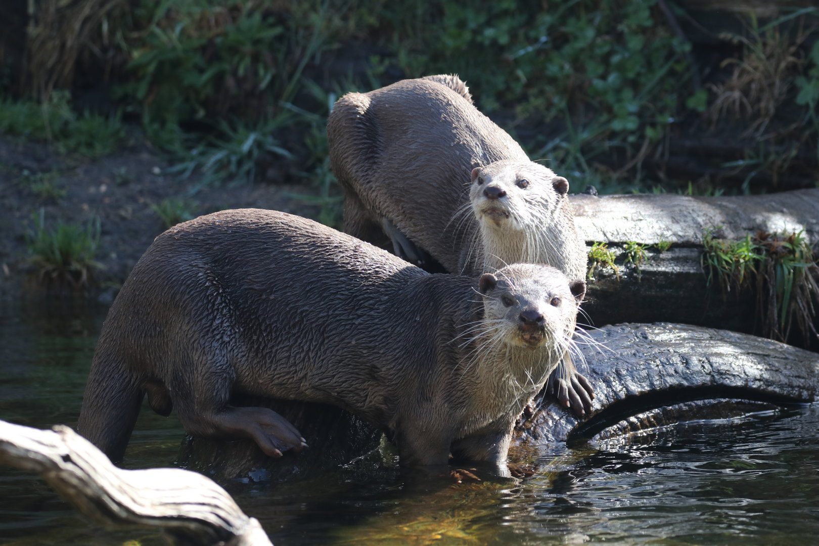 Smooth-coated otter