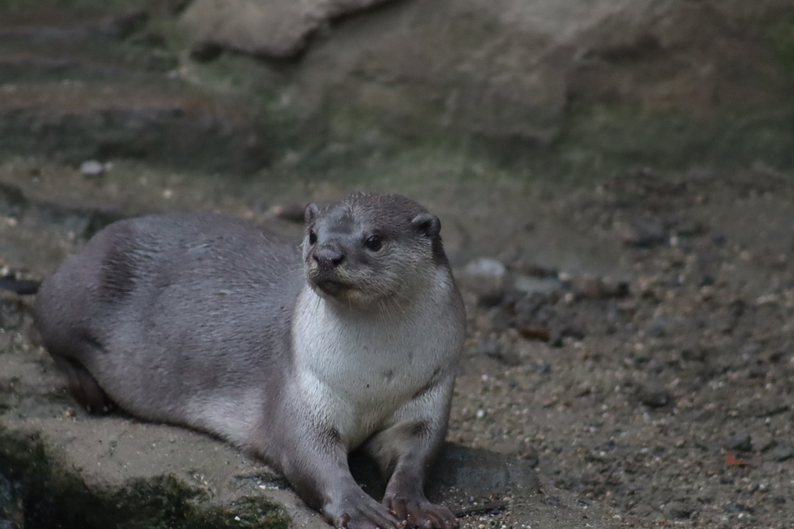 Smooth-coated Otter