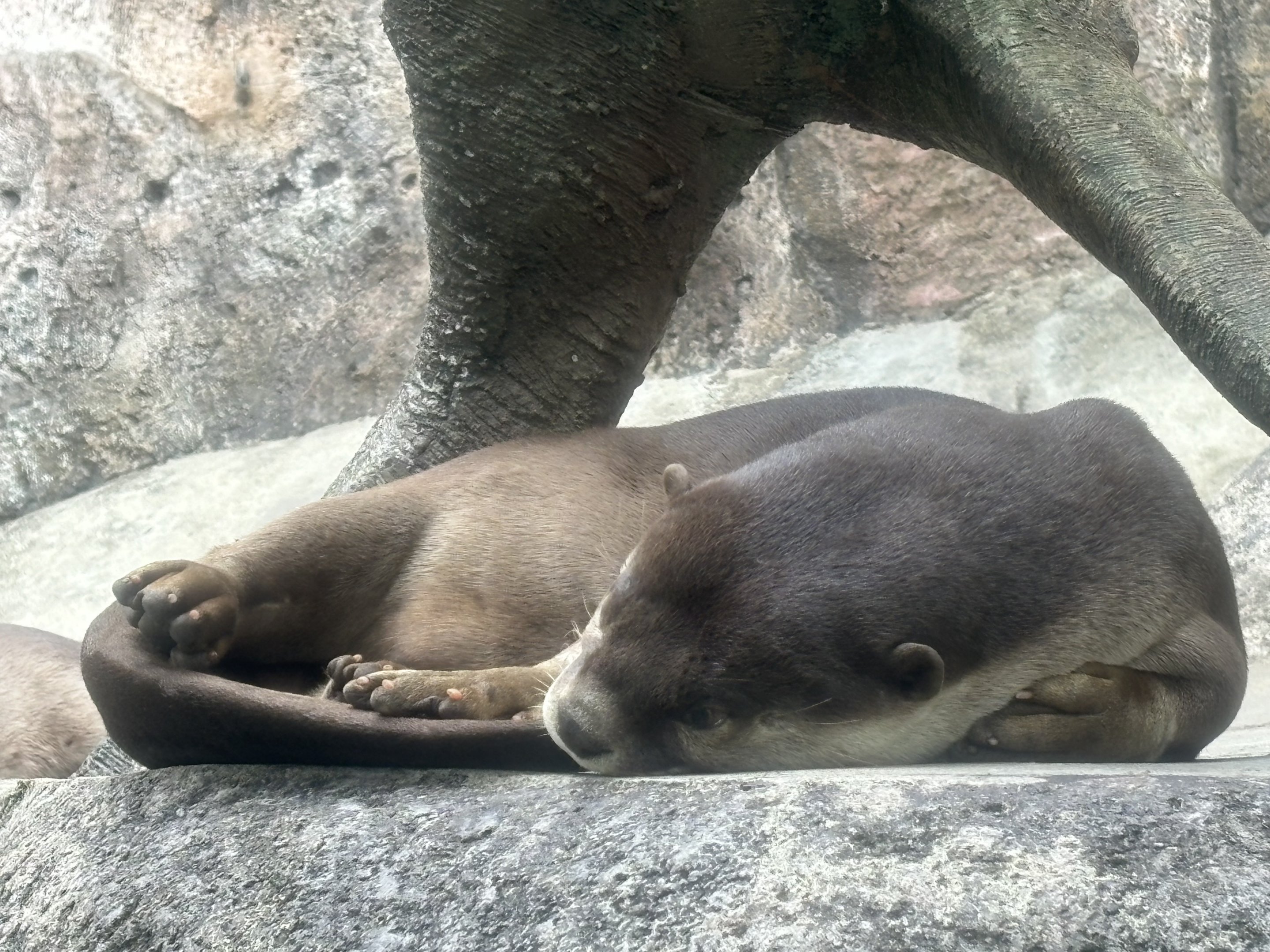 Smooth-coated Otter