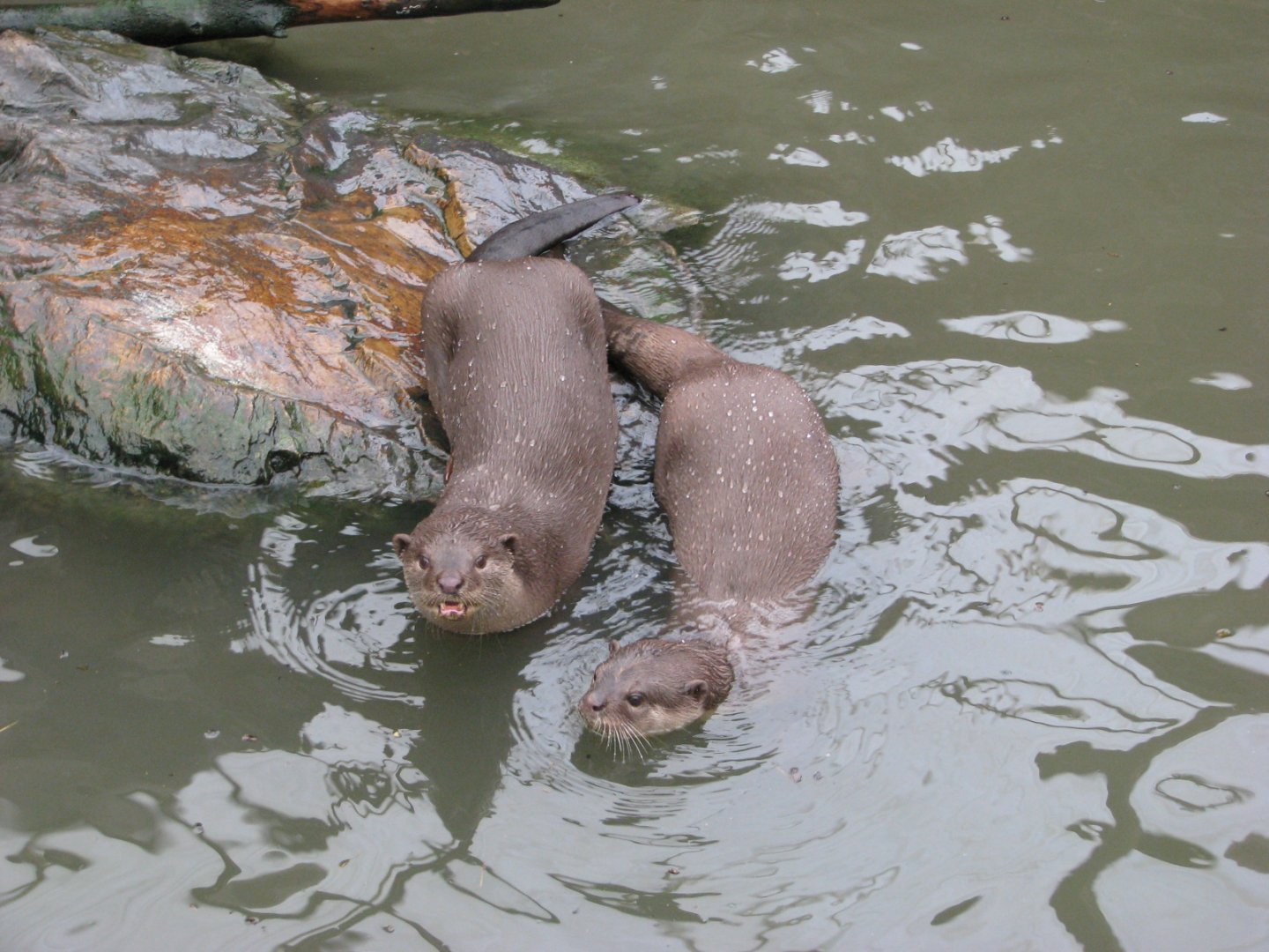 Smooth-coated otter