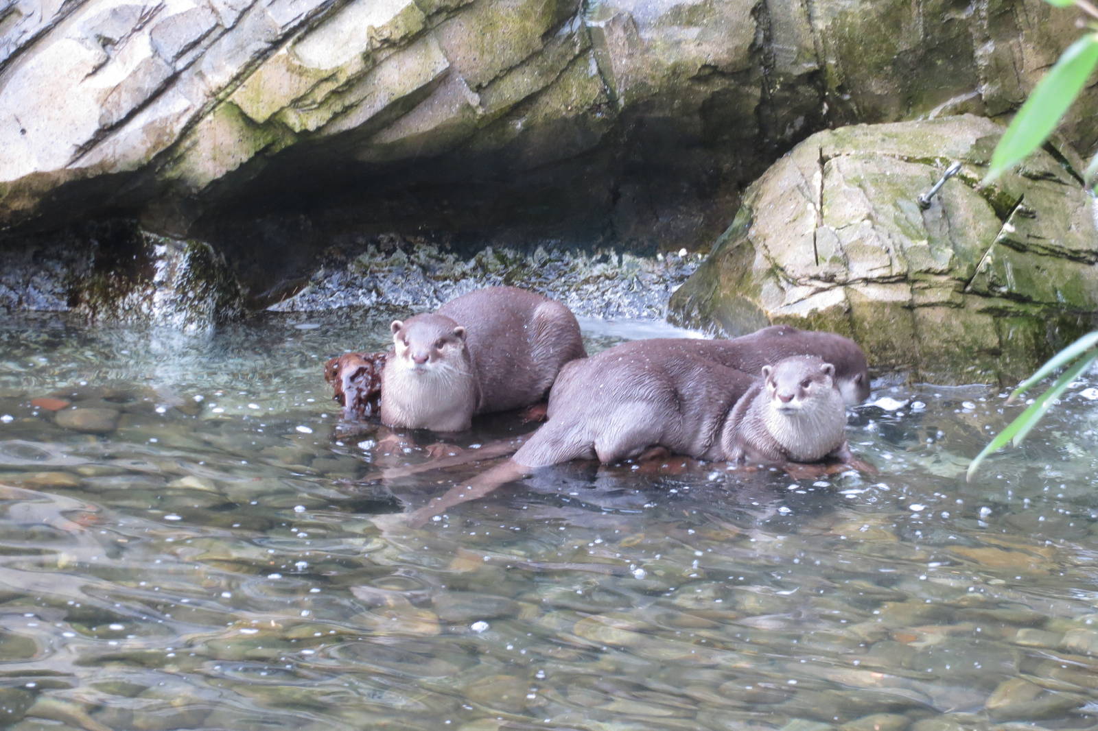smooth-coated otters 020313