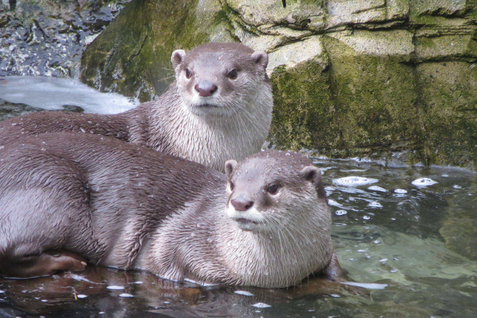 smooth-coated otters 020313