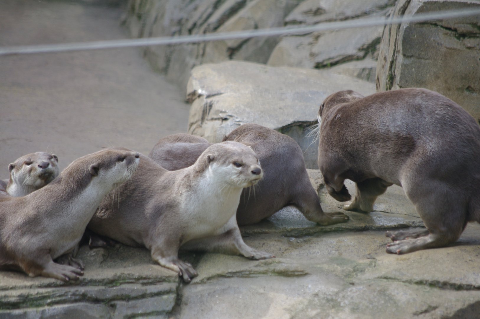 Smooth Coated Otters- 11/4/2024