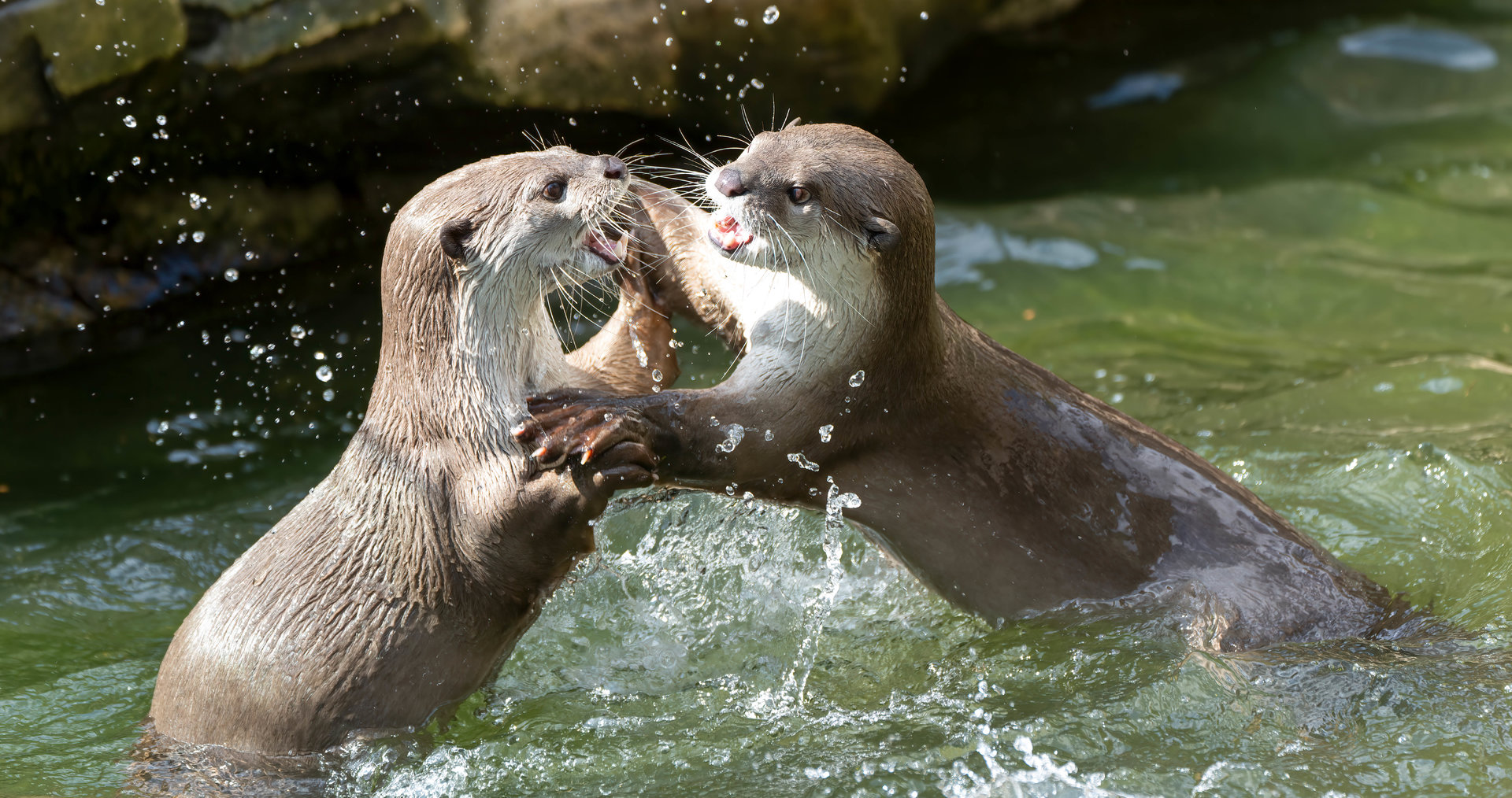 Smooth coated otters, Colchester, UK