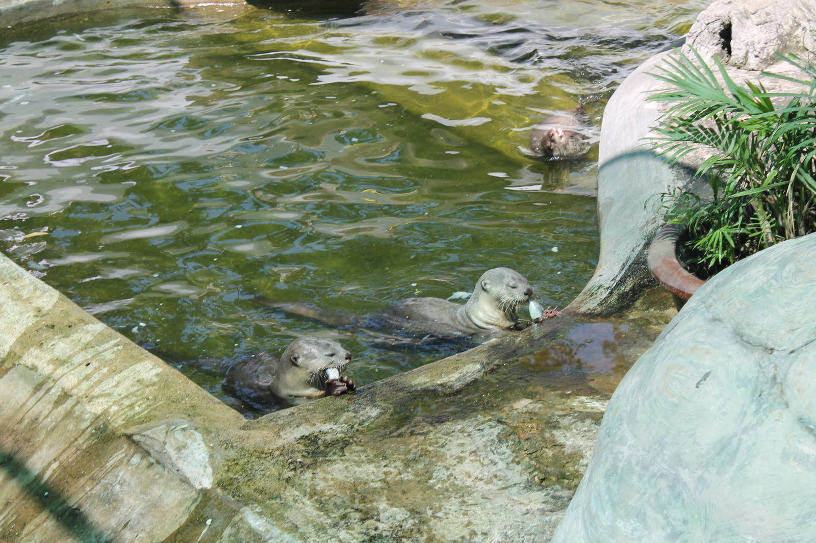 Smooth-coated Otters - February 2013