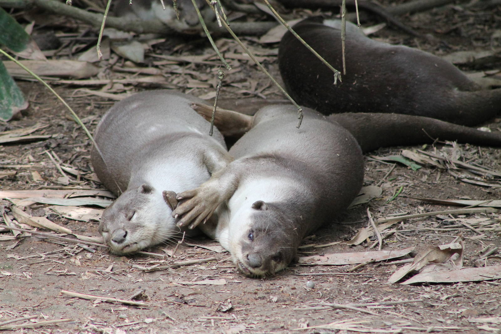 Smooth-coated Otters (Lutrogale perspicillata)