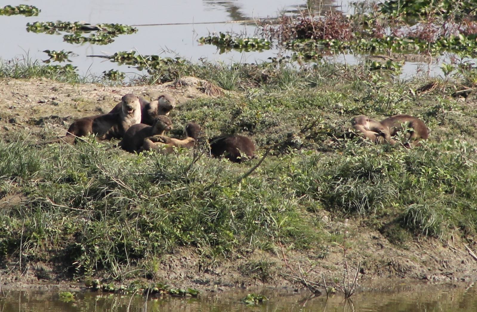 Smooth-coated Otters (Lutrogale perspicillata)