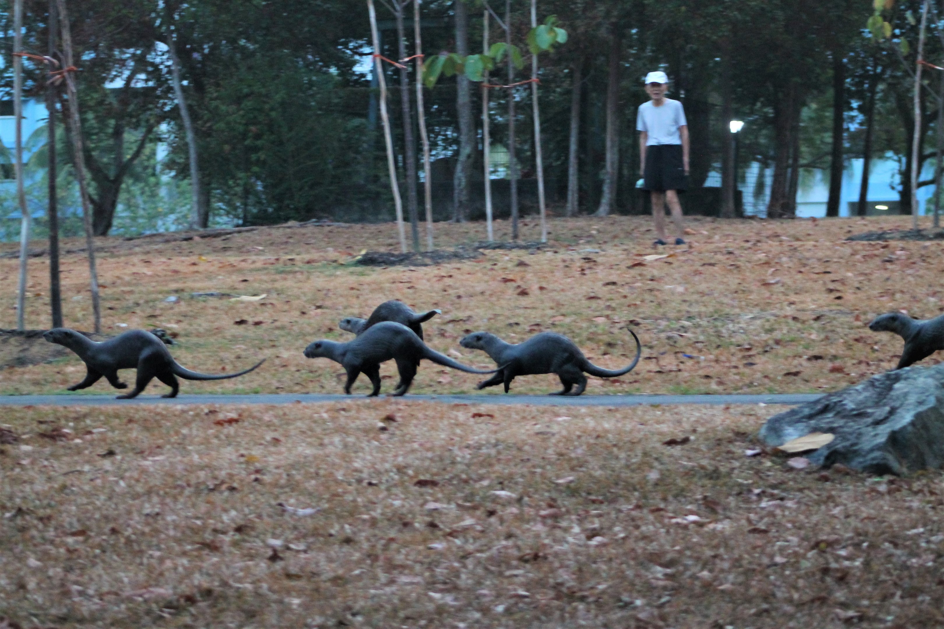 Smooth-coated Otters (Lutrogale perspicillata)
