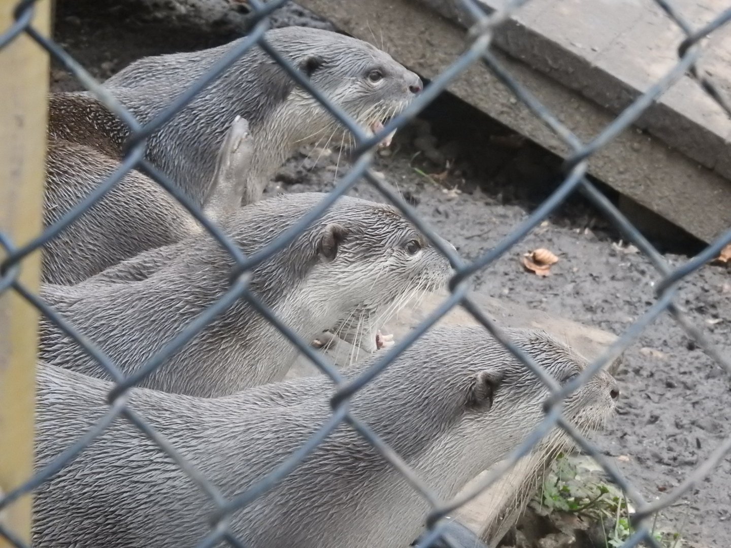 Smooth-Coated Otters (Lutrogale perspicillata)