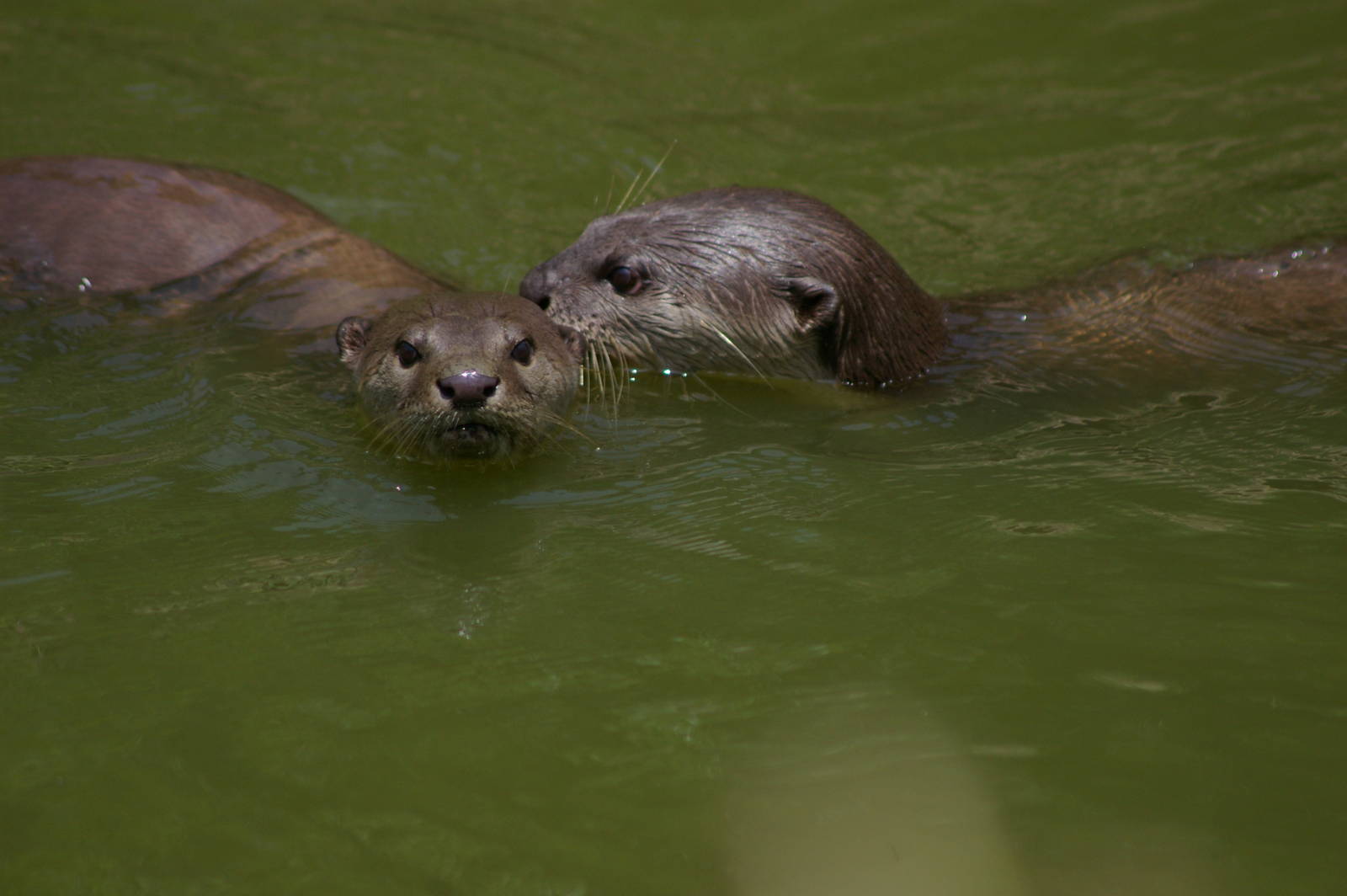 smooth-coated otters (Lutrogale perspicillata)