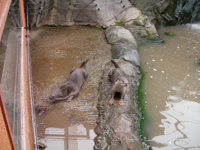 Smooth coated otters, RSCC, Kent