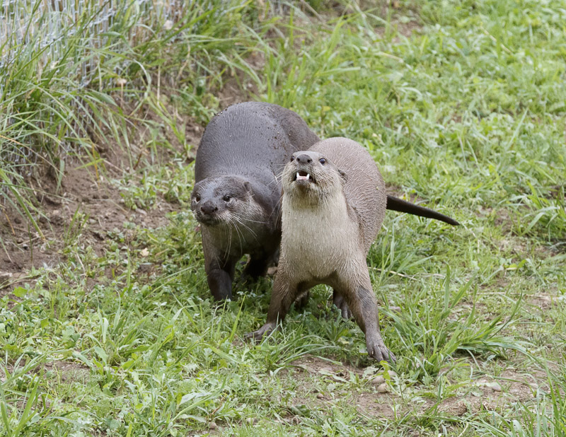 Smooth Coated Otters @ YWP