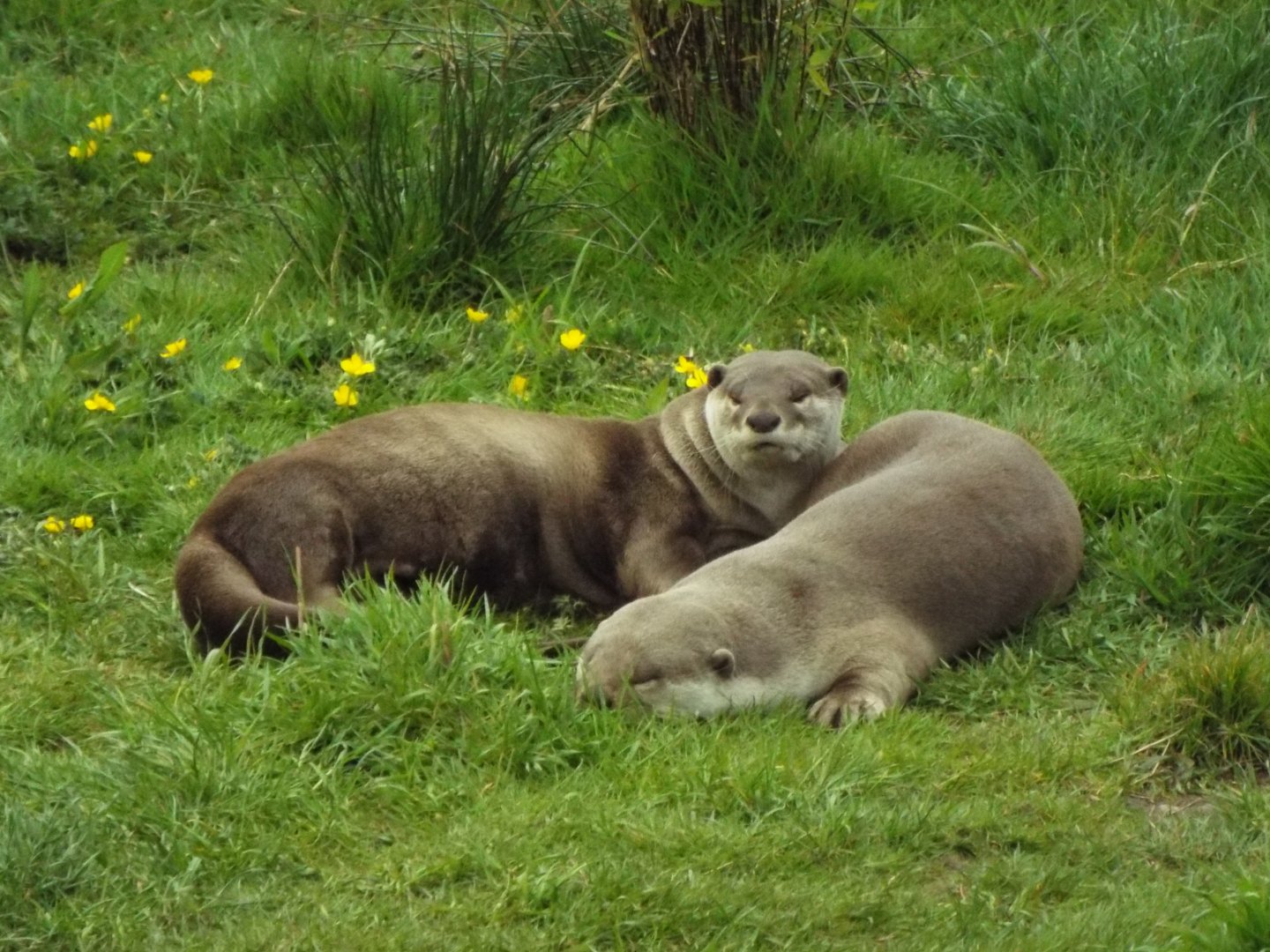 Smooth-Coated Otters - YWP