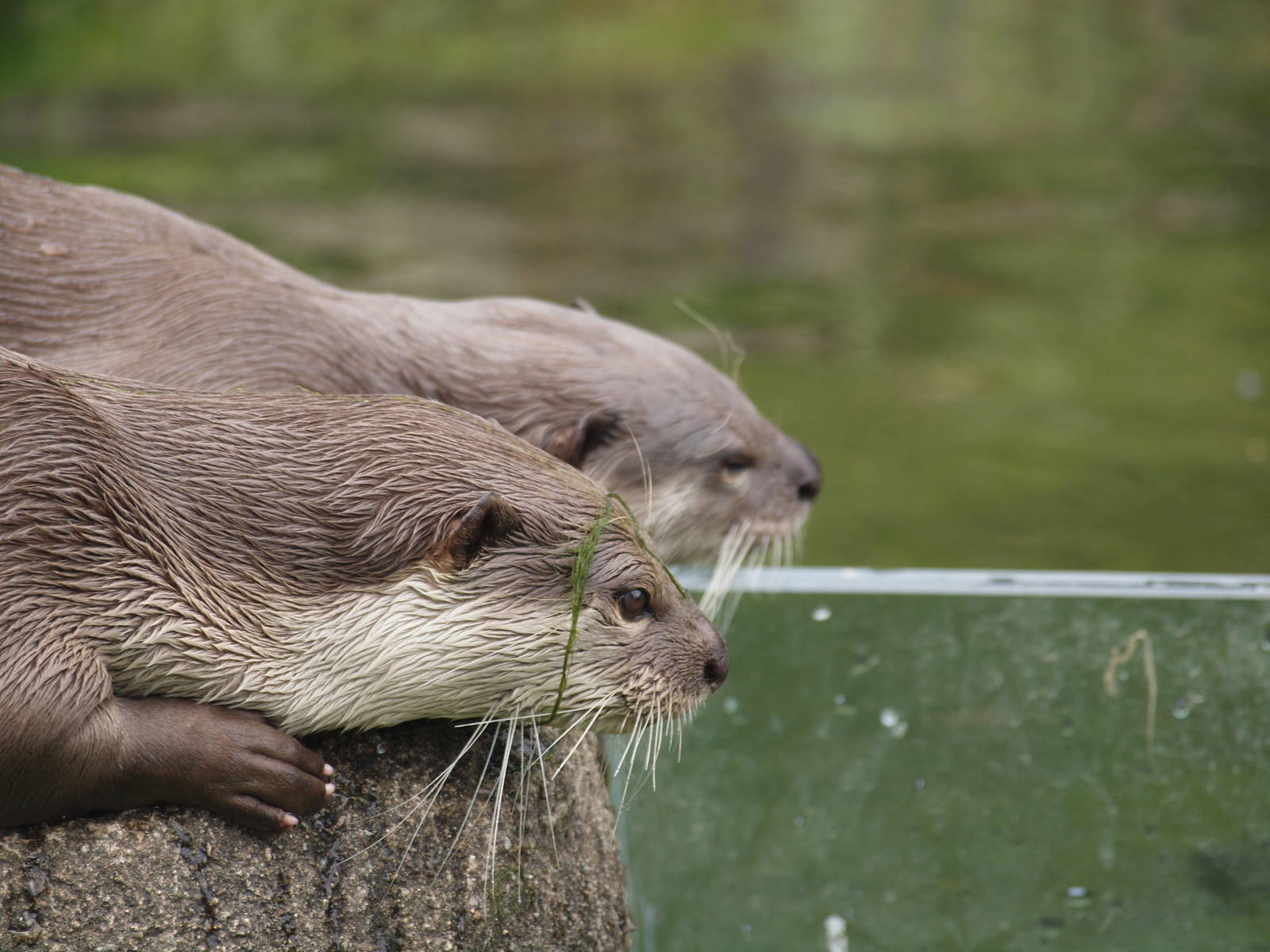 smooth coated otters