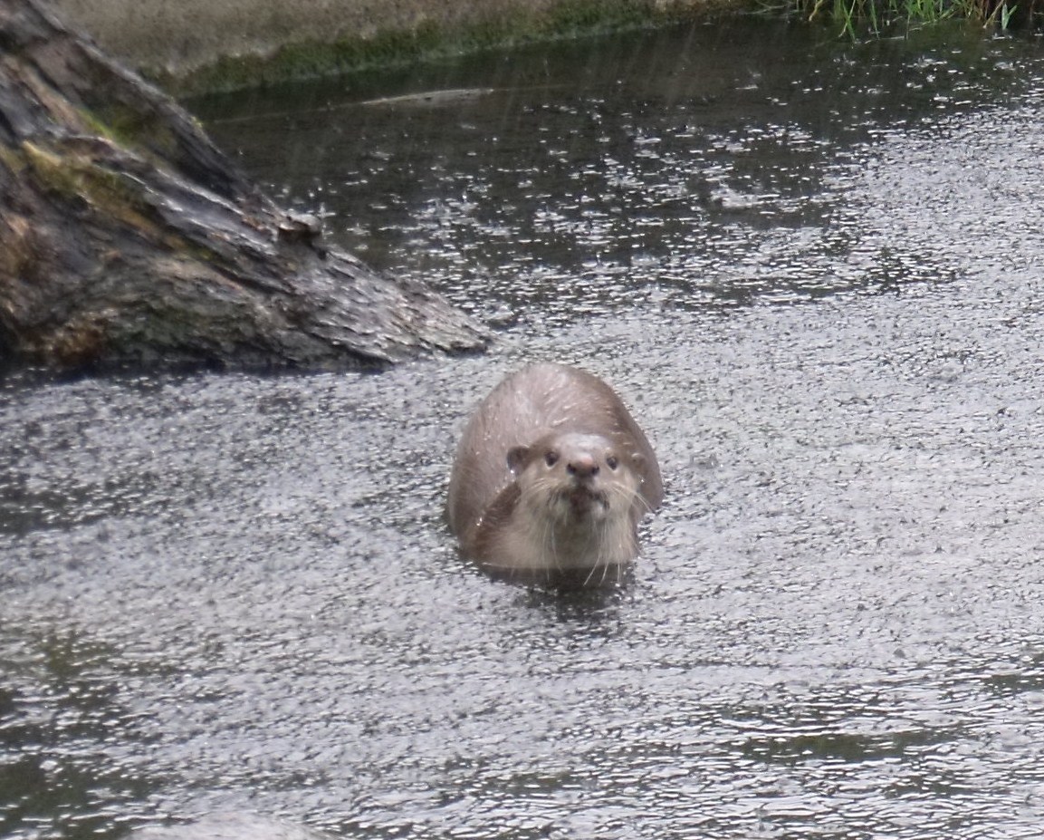 Smooth-coated Otters