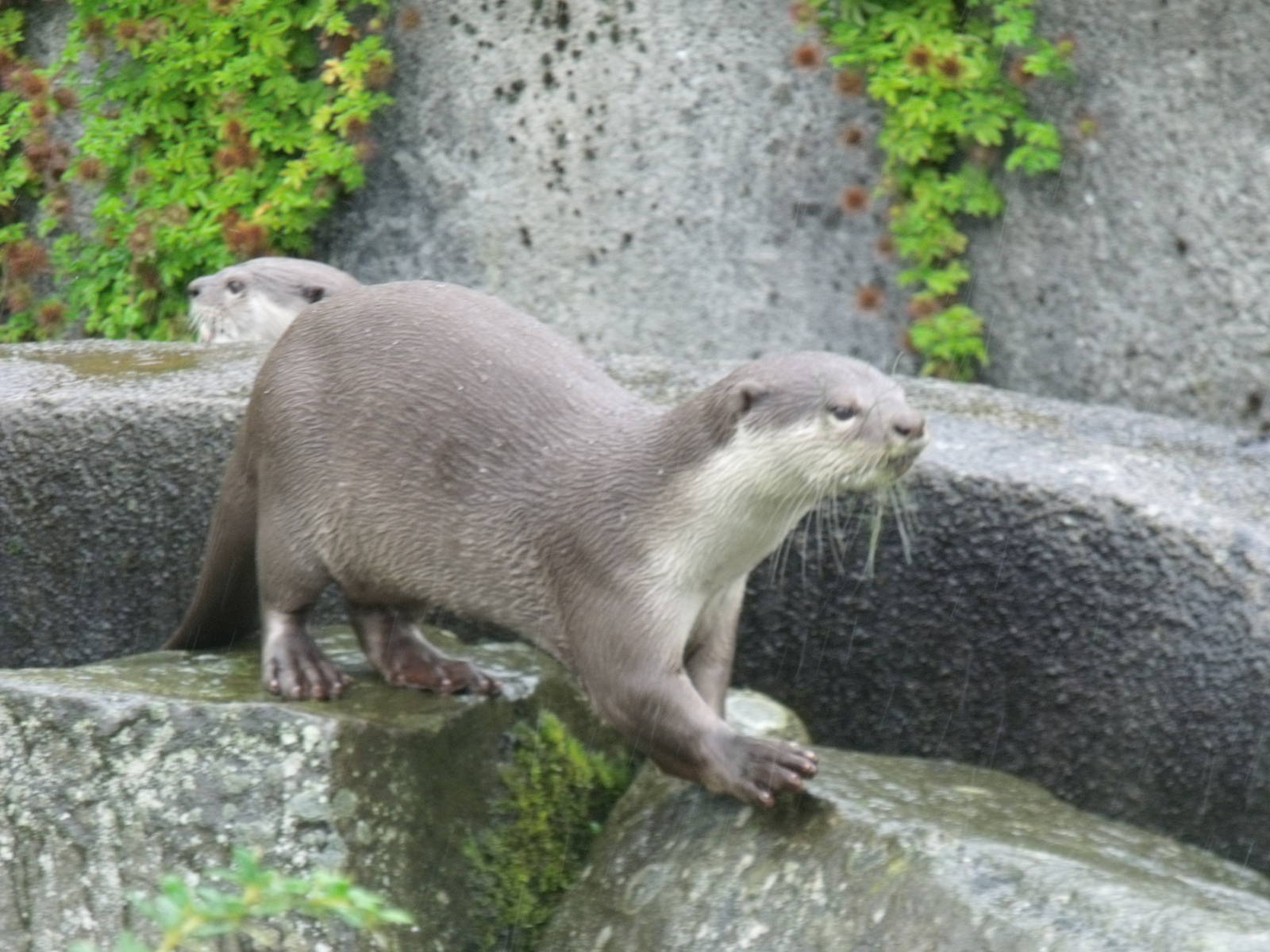 Smooth-coated Otters