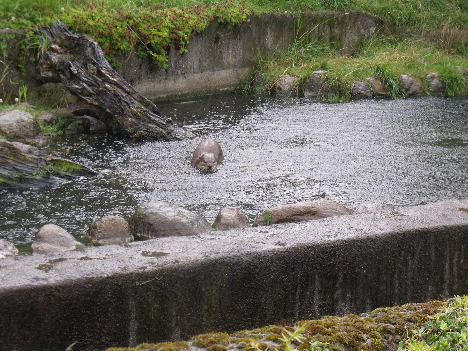 Smooth-coated Otters