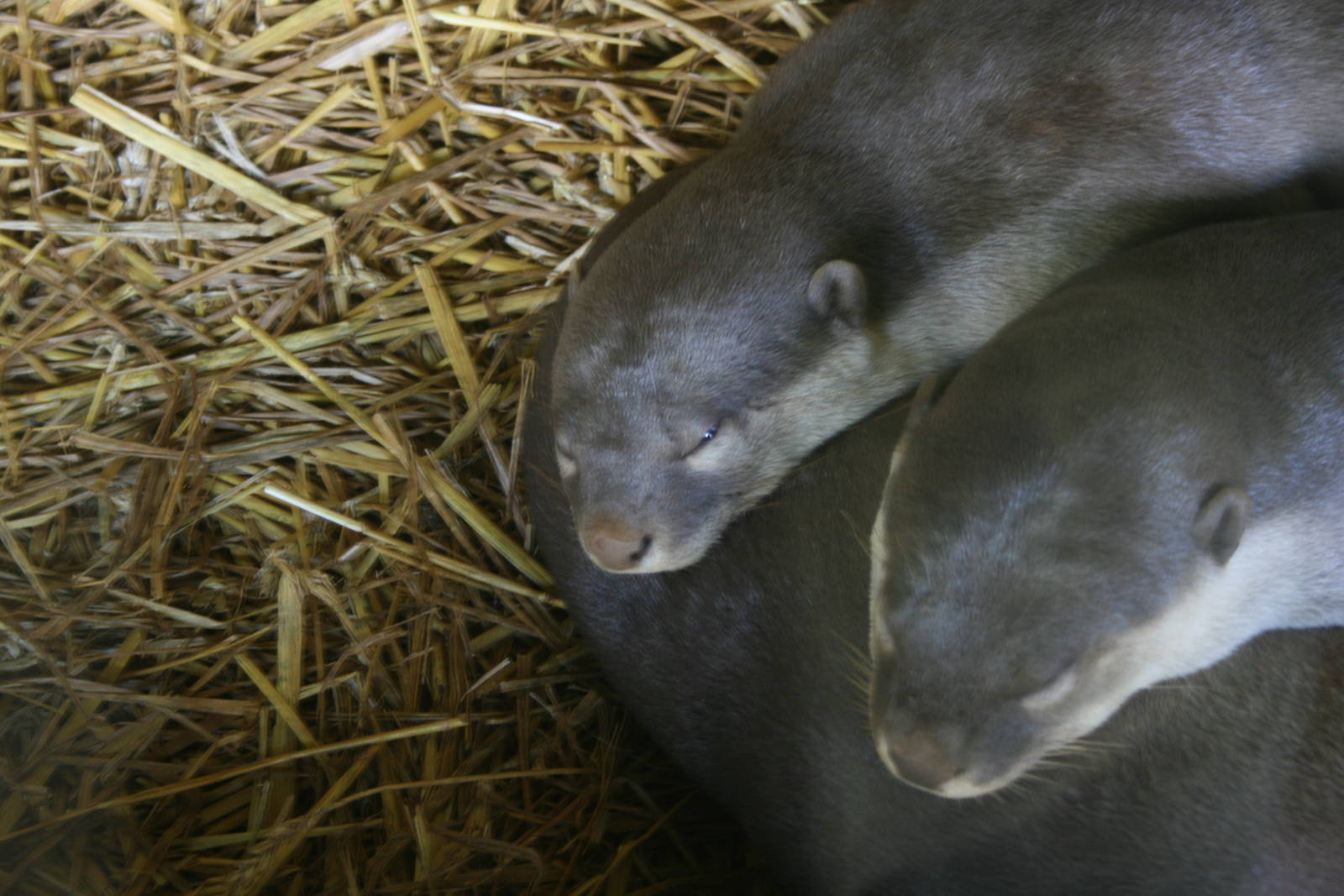 Smooth Coated otters