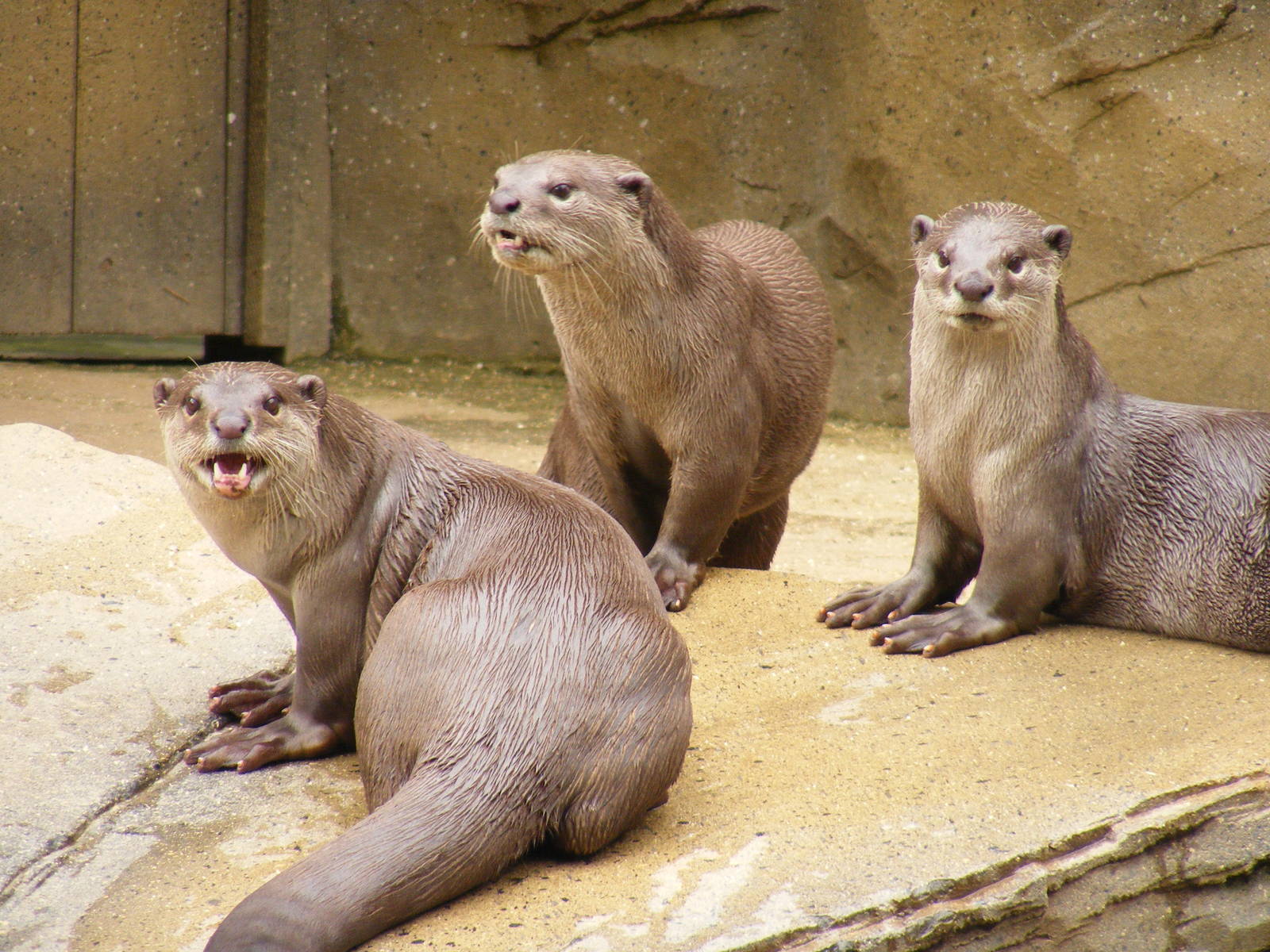 Smooth coated otters