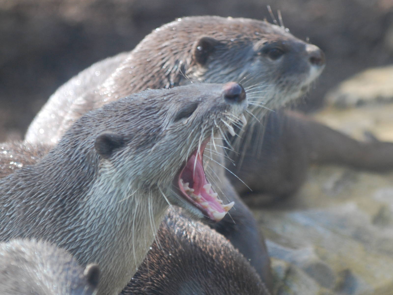Smooth-coated otters