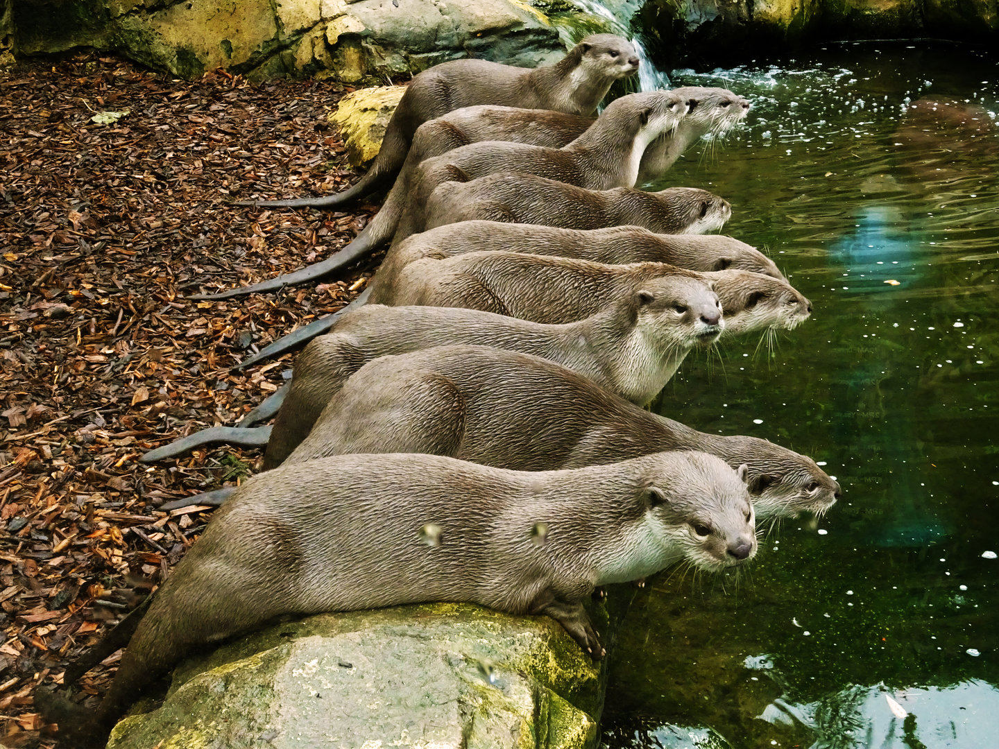 Smooth-Coated Otters
