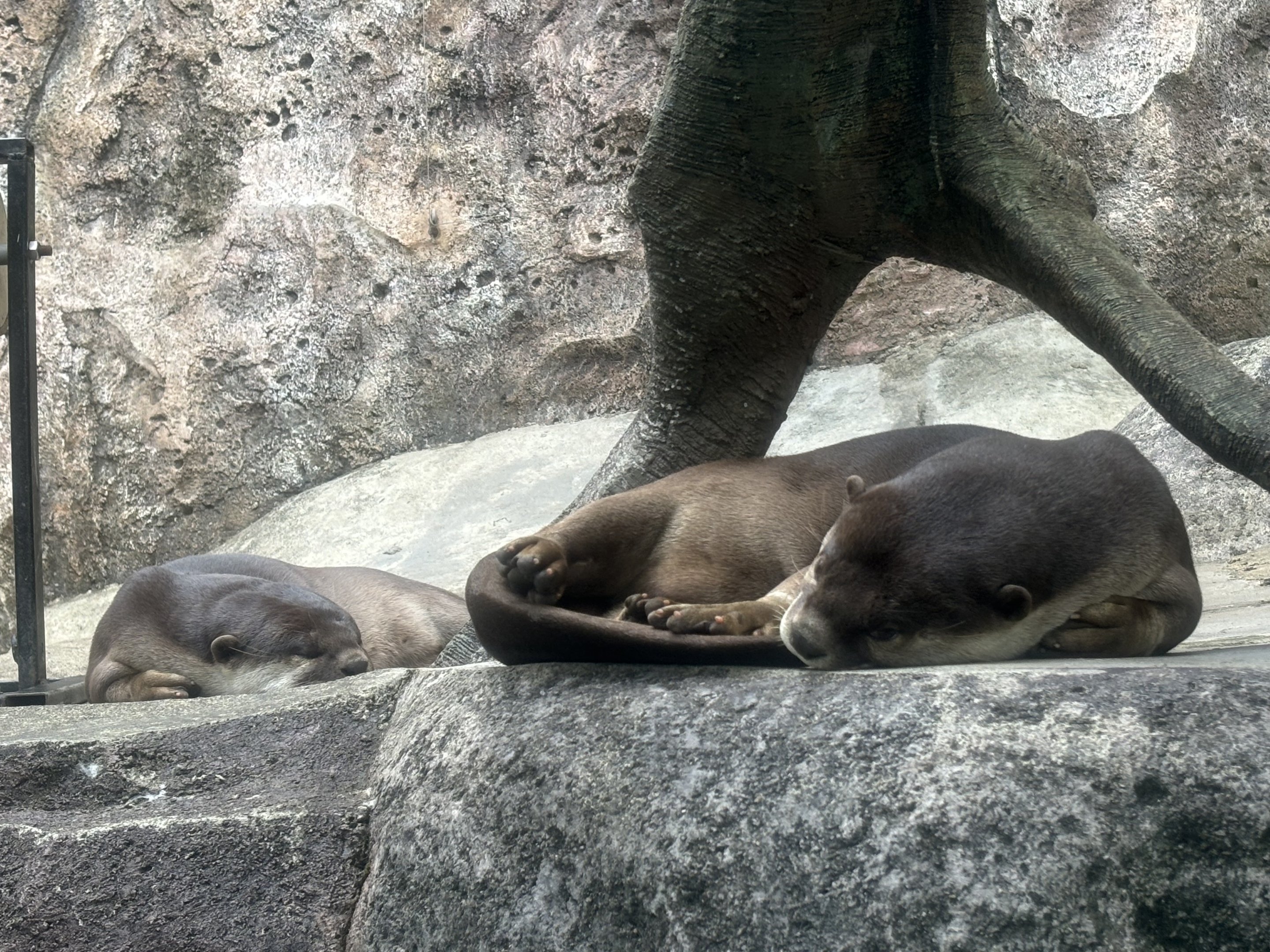 Smooth-coated Otters