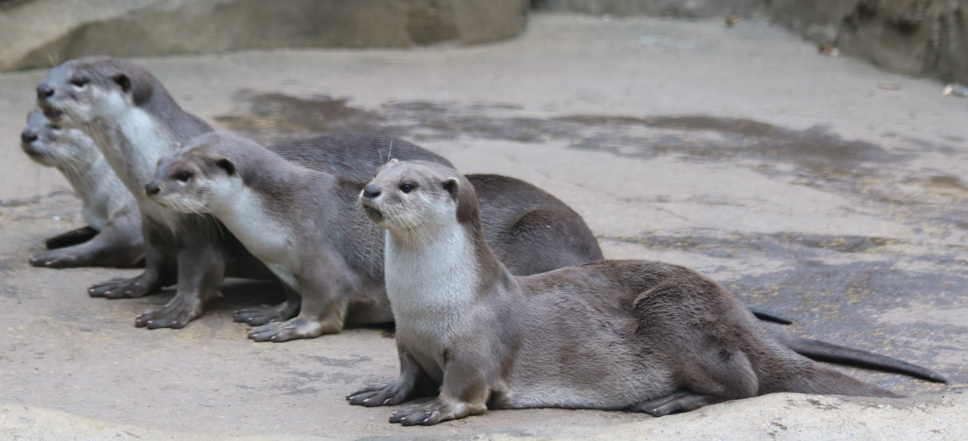 Smooth Coated Otters