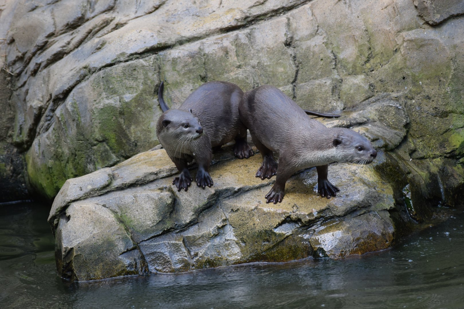 Smooth-coated otters