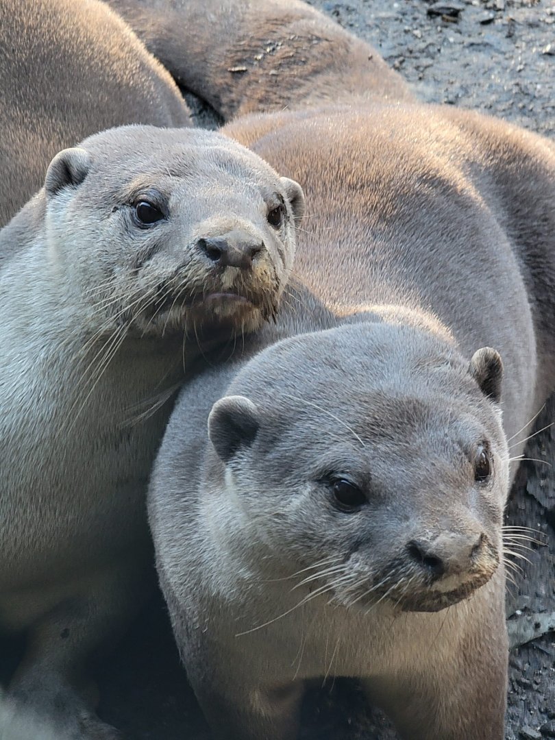 Smooth-Coated Otters