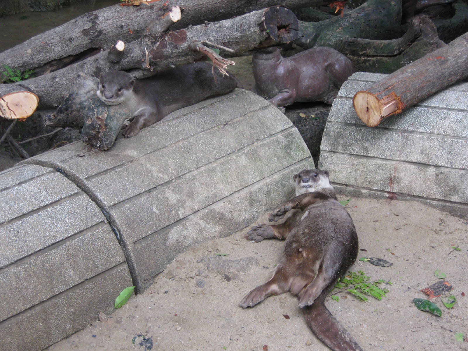smooth-coated otters